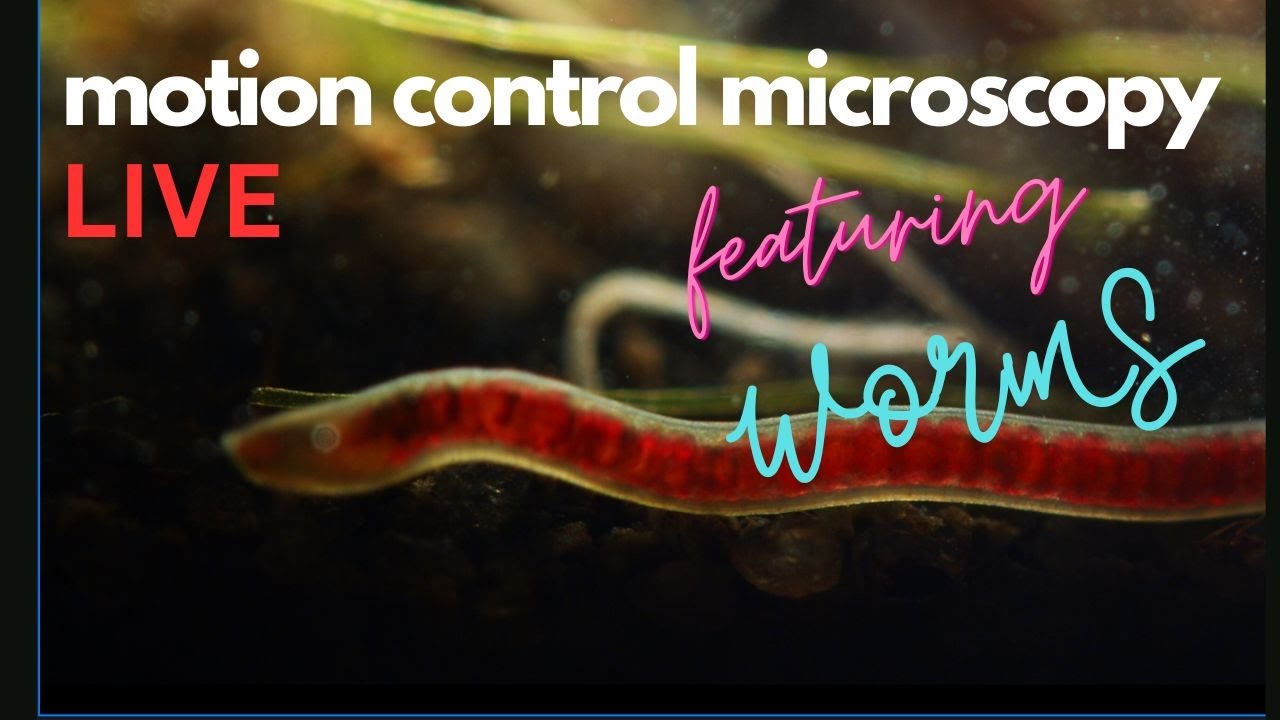 Worms and friends - Pond water microscopy with a twist.