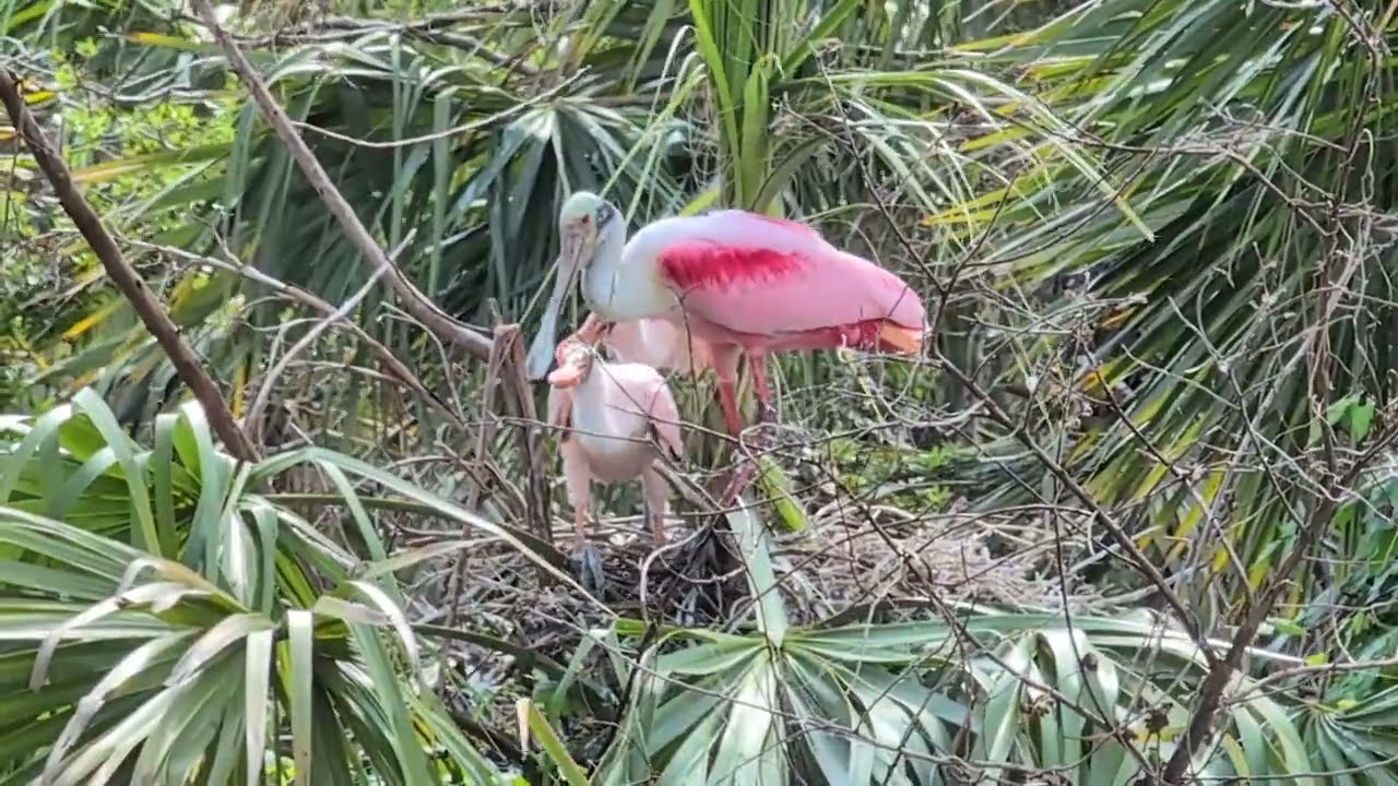 Roseate Spoonbill with Pink & Red Feathers & Green Head with 2 Juveniles in Nest at Orlando Wetlands
