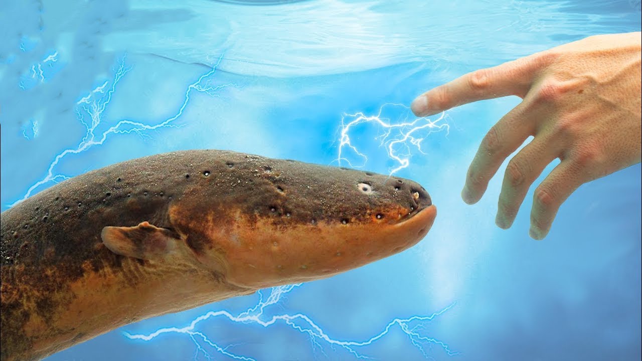 Electrifying Secrets: How Much Current Do Electric Eels Really Produce?