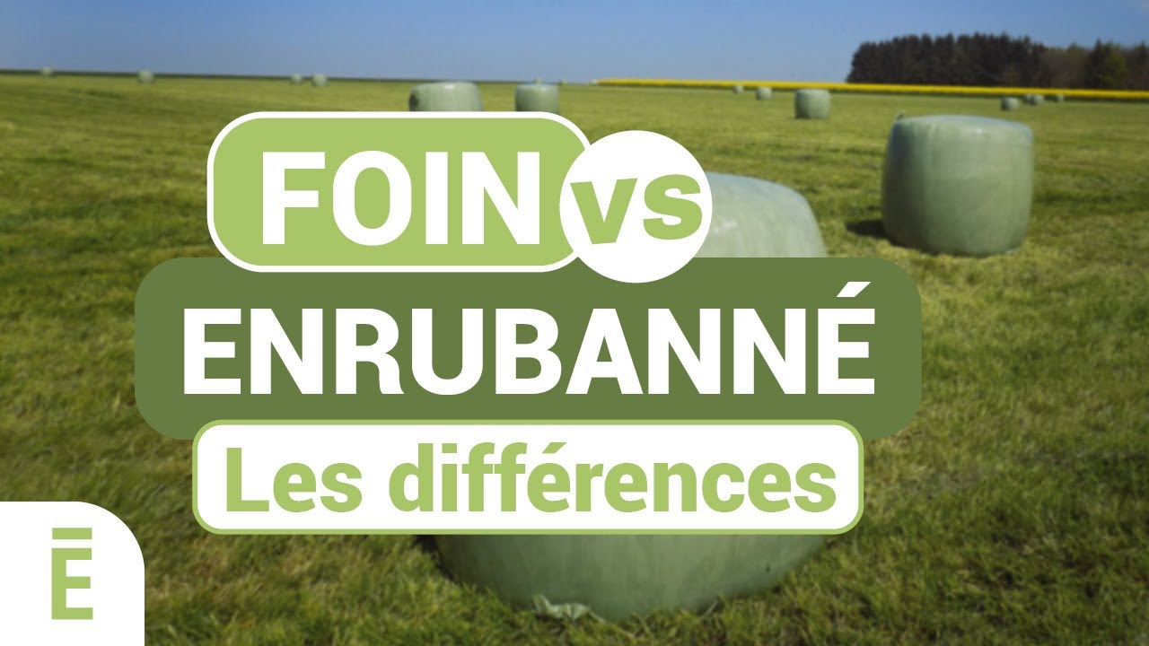 Foin vs enrubann&eacute; ? Quelles diff&eacute;rences ?
