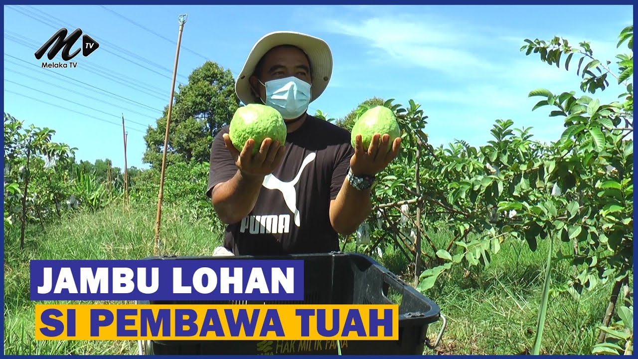 Jambu Lohan Si Pembawa Tuah