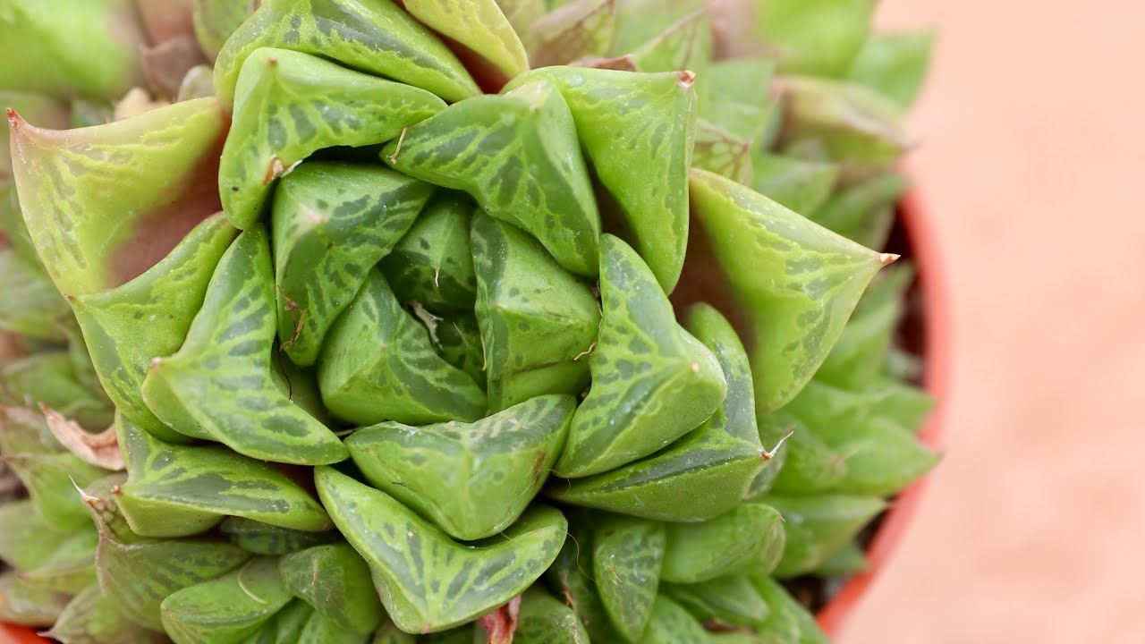 How To Divide Succulents