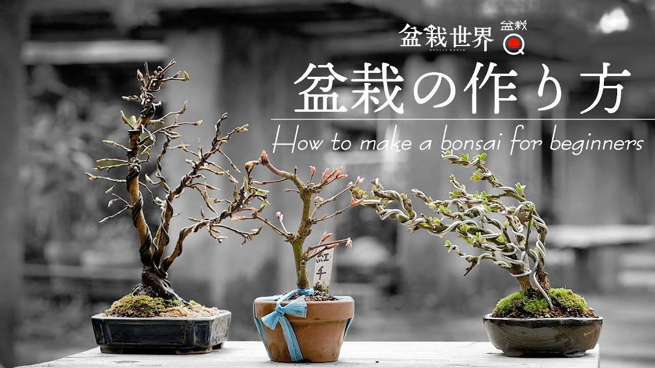 5年未満の初心者必見！盆栽の基本の作り方【盆栽世界×盆栽Q】