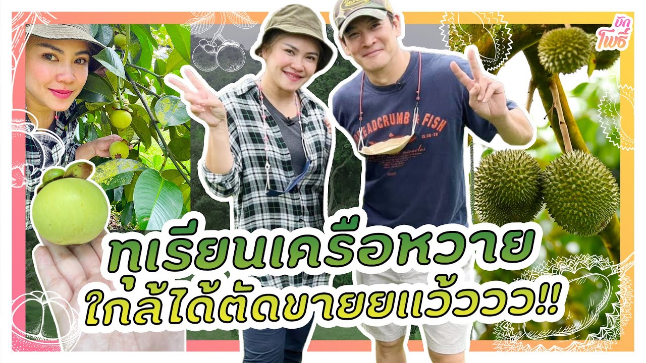 ทุเรียนล็อตใหม่ใกล้ตัดแล้ว!!! ชะนี-หมอนทอง-ก้านยาว