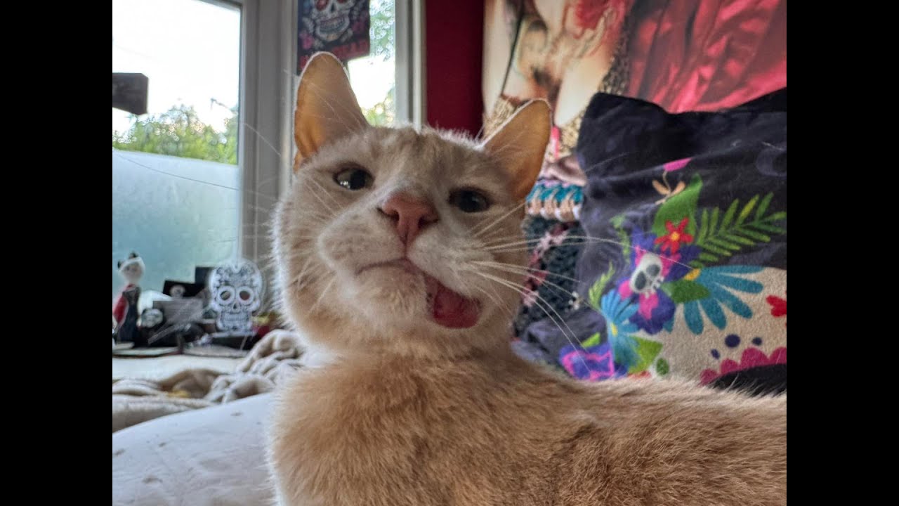Update on Hansi&rsquo;s latest vet visit.