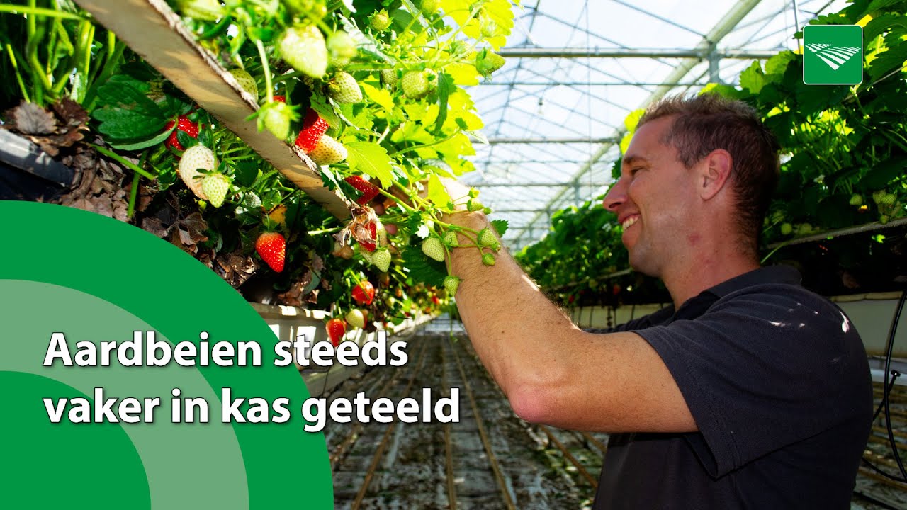 Aardbeien steeds vaker in kas geteeld