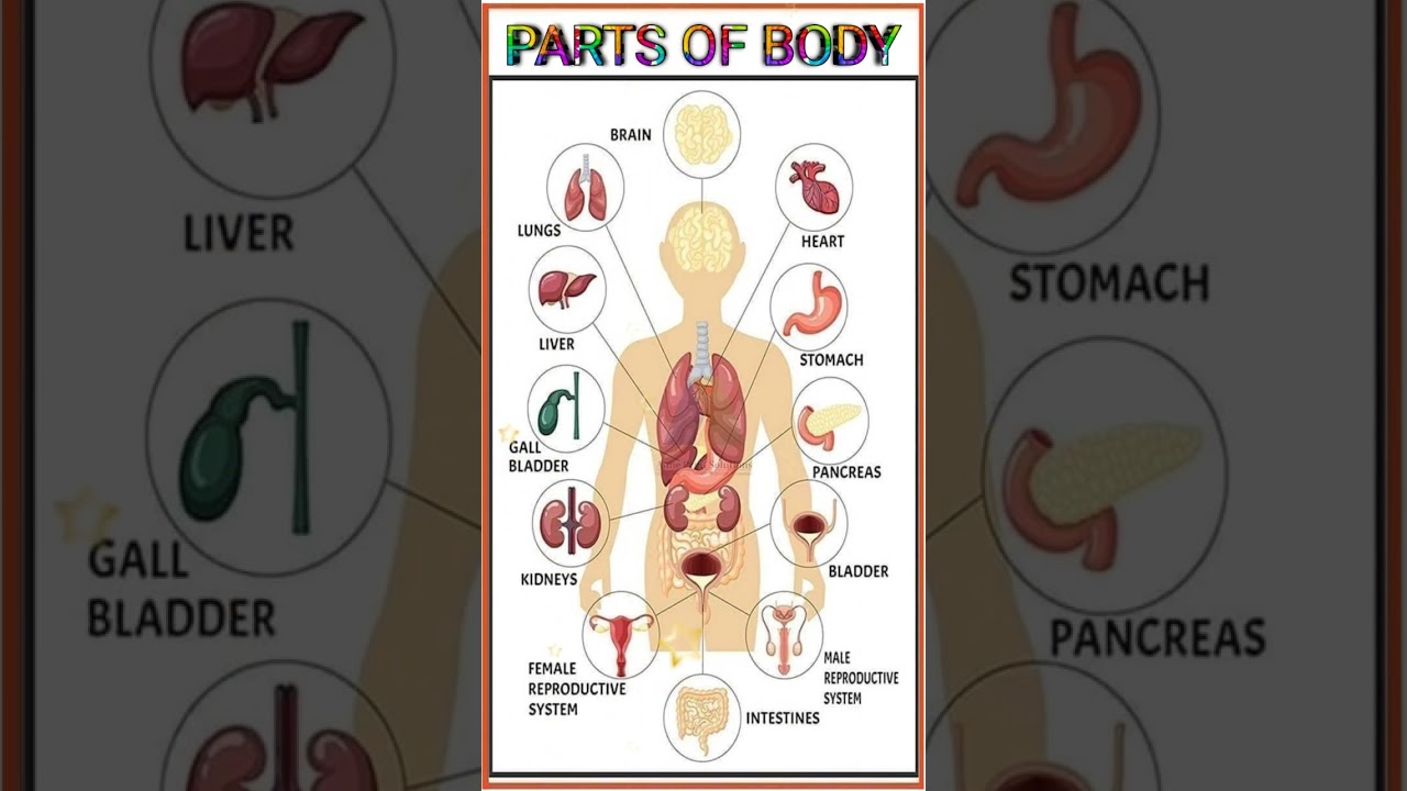 Parts of Body | #learn #english #education #youtubeshorts #liver #part #body #brain #heart #lungs