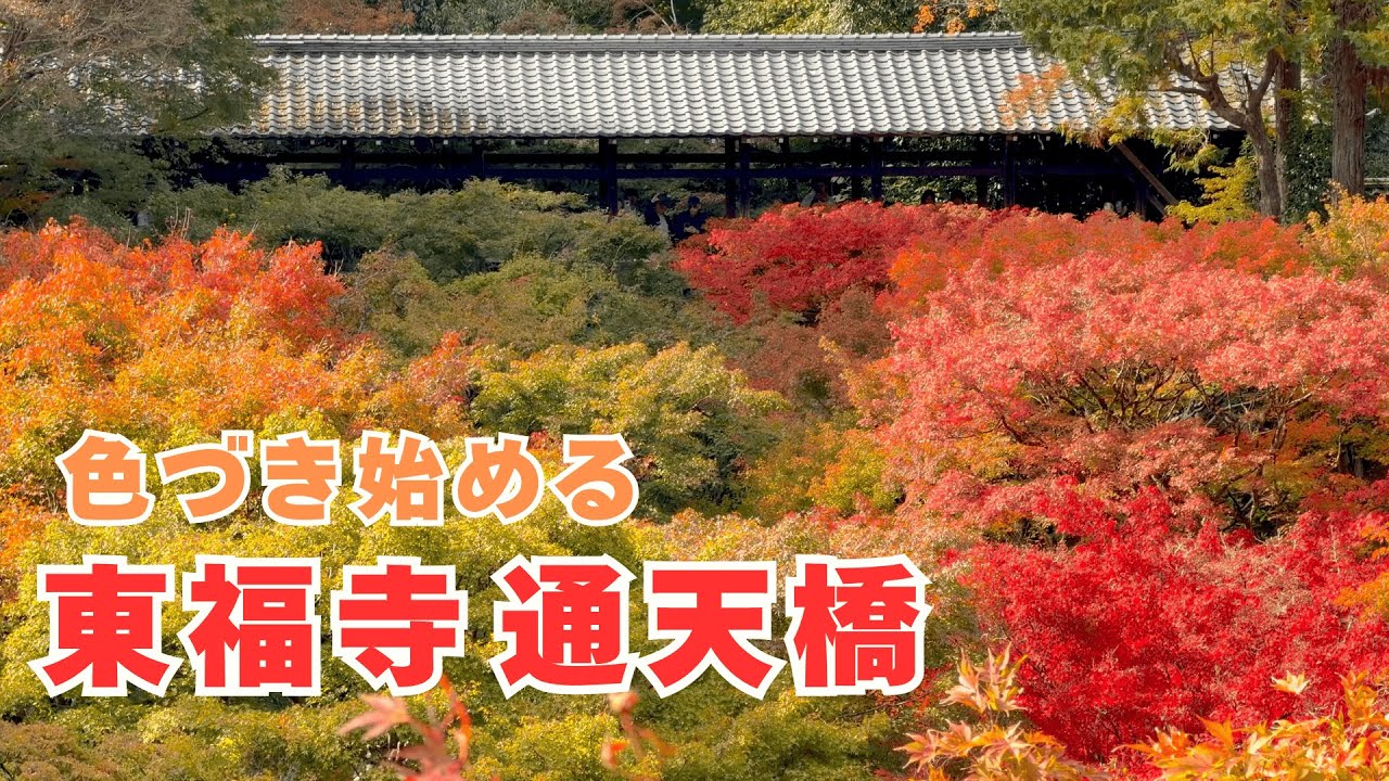 京都の紅葉 2025｜東福寺 通天橋の絶景が始まりました｜色づく瞬間を4Kで収録 Kyoto Tofukuji
