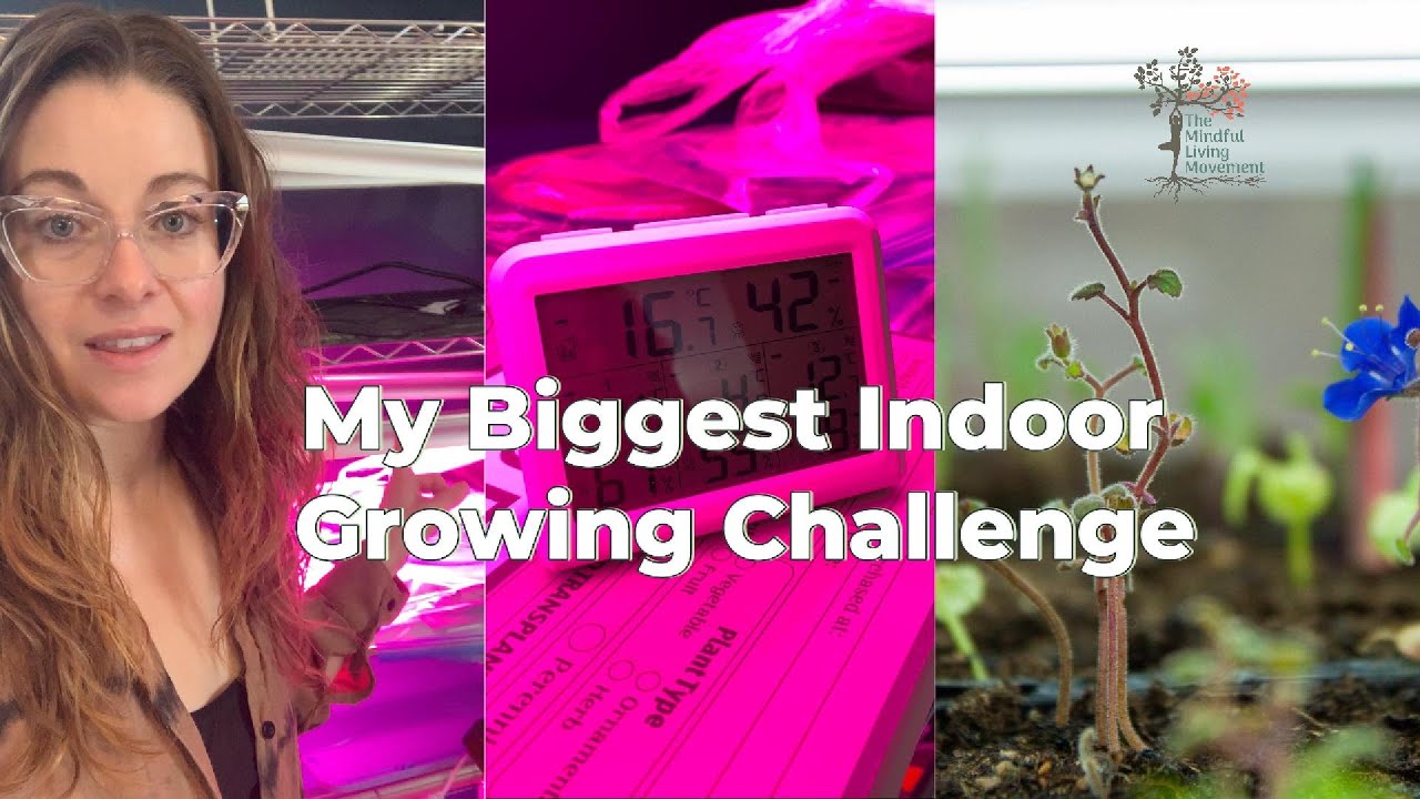 Ideal Temperature Control in Grow Room ~Indoor Grow Room Fail & How to grow indoors successfully
