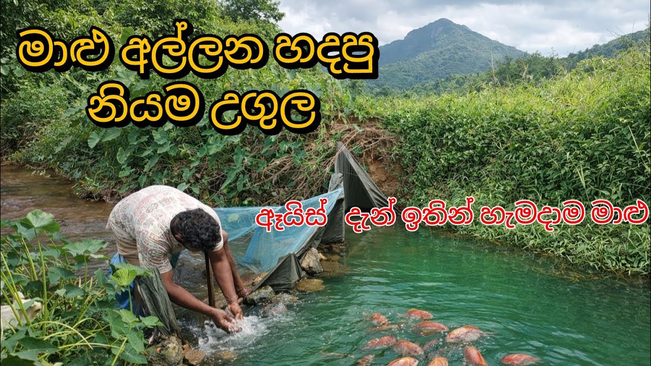 (ඇල හරස් කරලා හදපු අමුණ)😱😱Amazing Traditional Fishing Method in a Small Village Stream