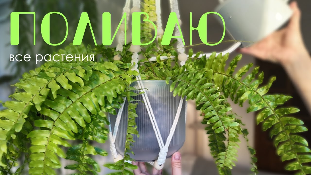 🌿💧 День полива: поливаю все 200+ комнатных растений.