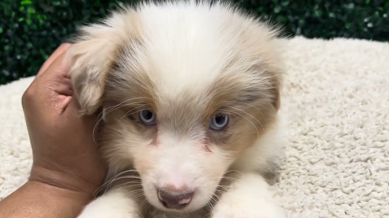 Ranger mini Aussie 