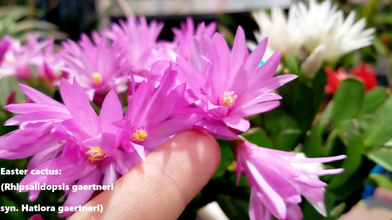 Easter Cactus! Care & Bloom Encouragement  ||  rhipsalidopsis / Hatiora gaertneri