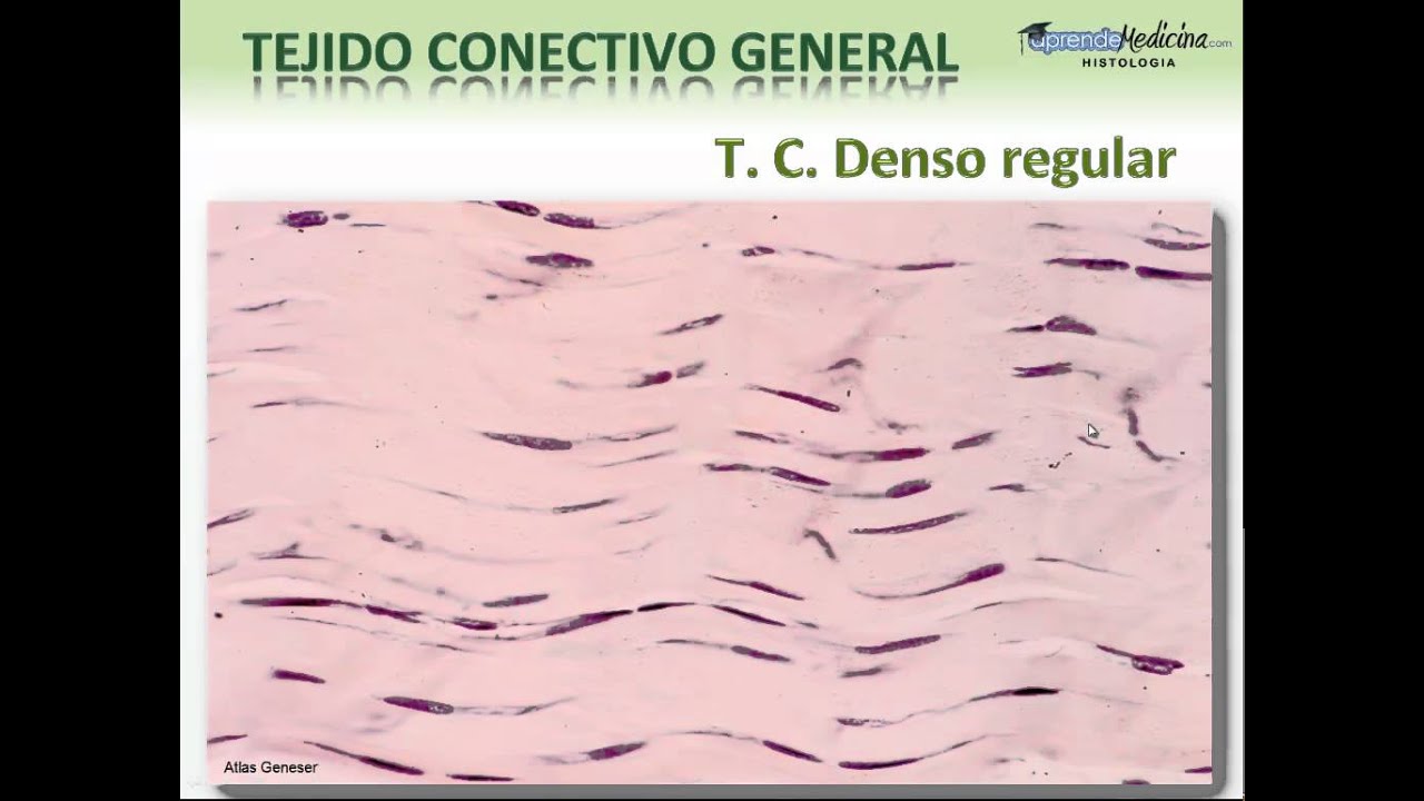 Tejido Conectivo Denso Irregular Denso Regular y Elastico