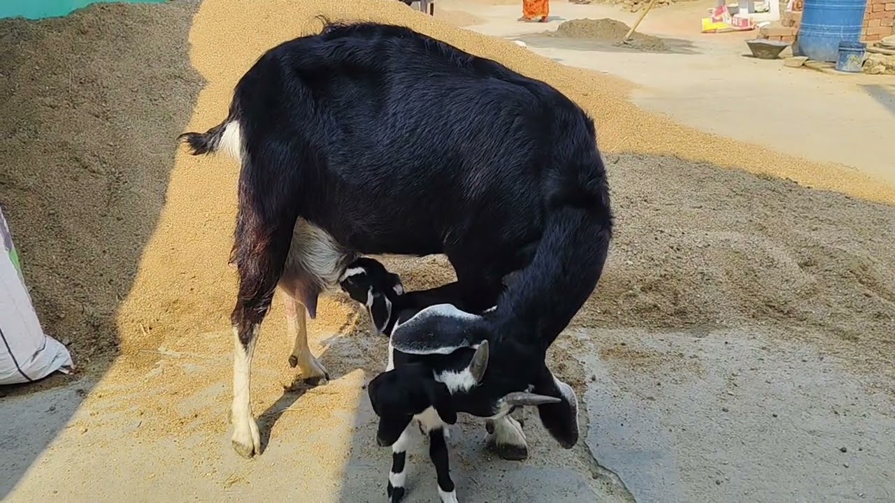 Aaj Bakri ne tin bacha ko janam diya 
