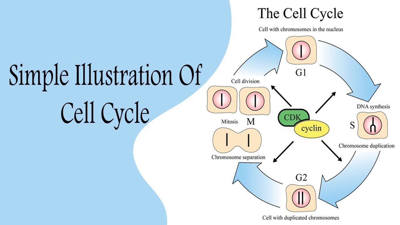 Cell Cycle شرح بالعربي