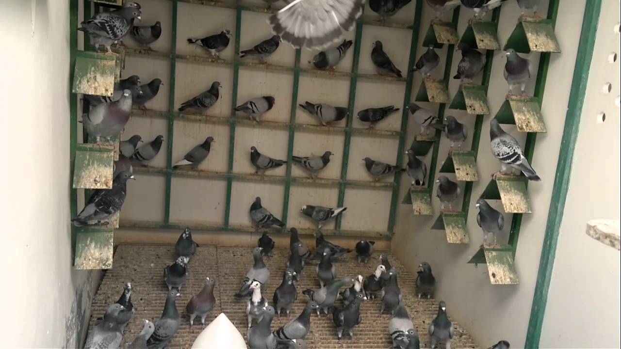 palomas mensajeras en canarias gonzalo parte 10