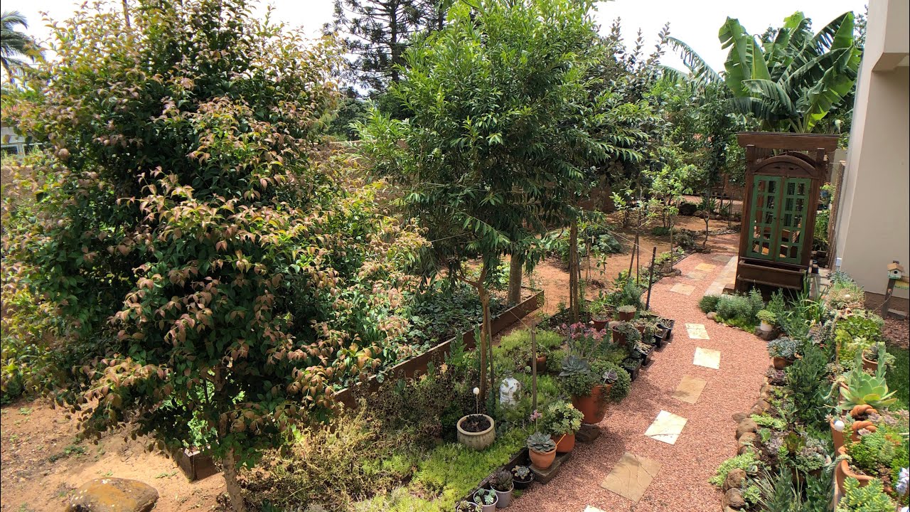 + 40 espécies de FRUTÍFERAS no JARDIM - Tour