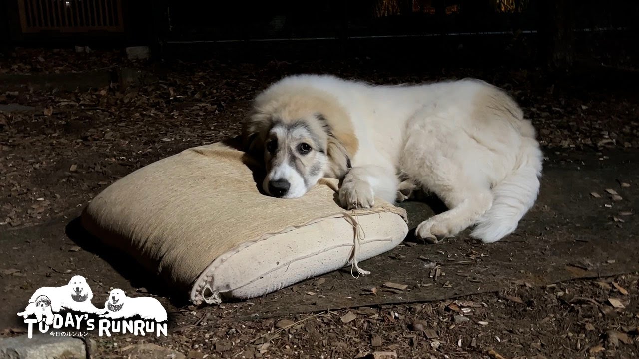 アラン譲り？クッションを枕にするのが好きなベルです　Great Pyrenees　グレートピレニーズ