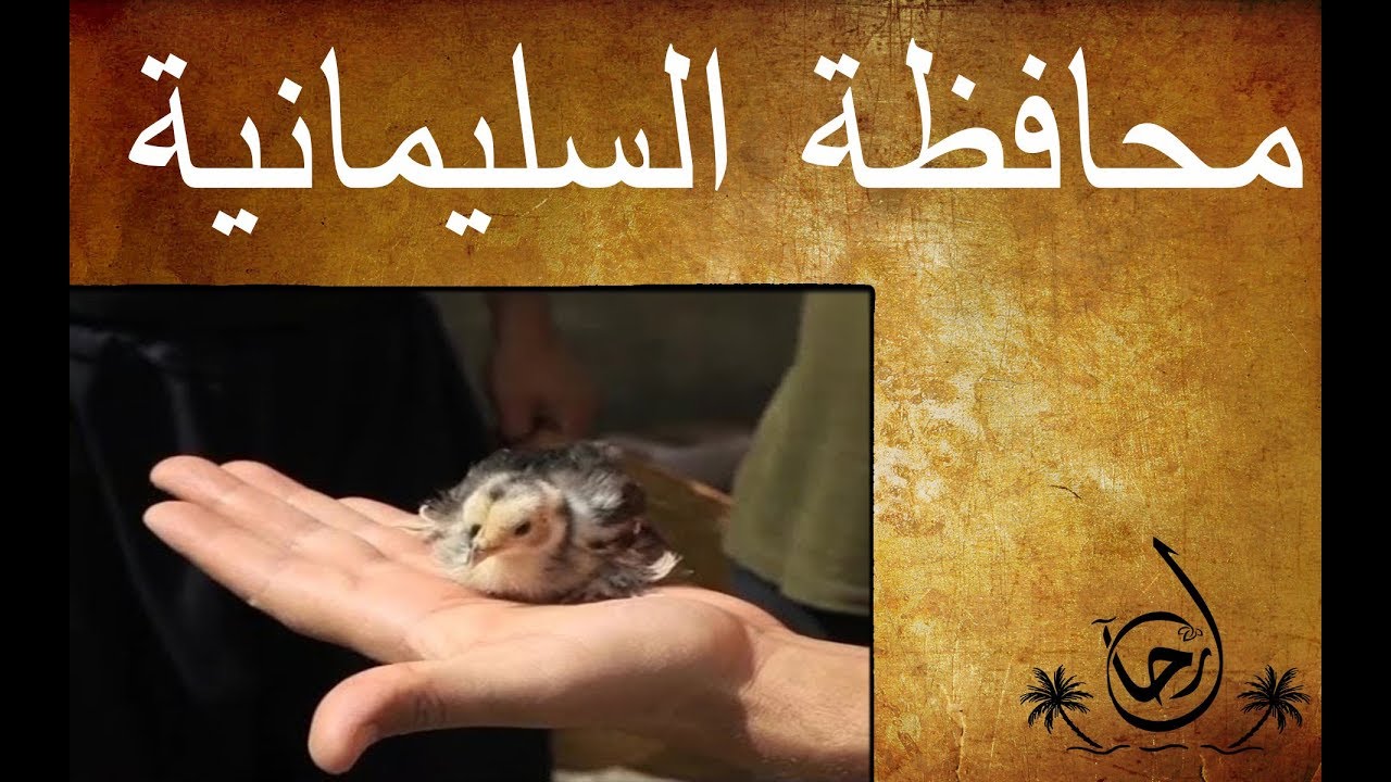اراضي وطبيعة محافظة السليمانية الخصبة - رحال - الحلقة ٦