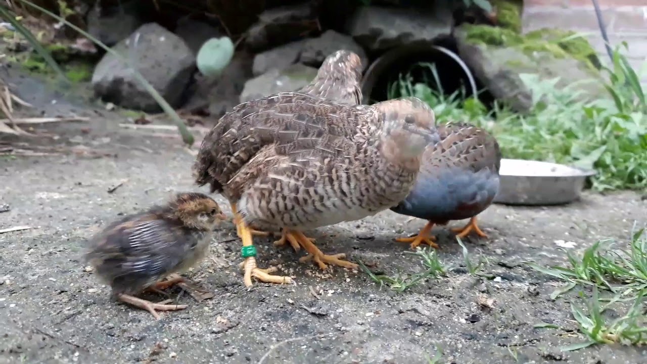 Asian blue quail chick, reared by its parents