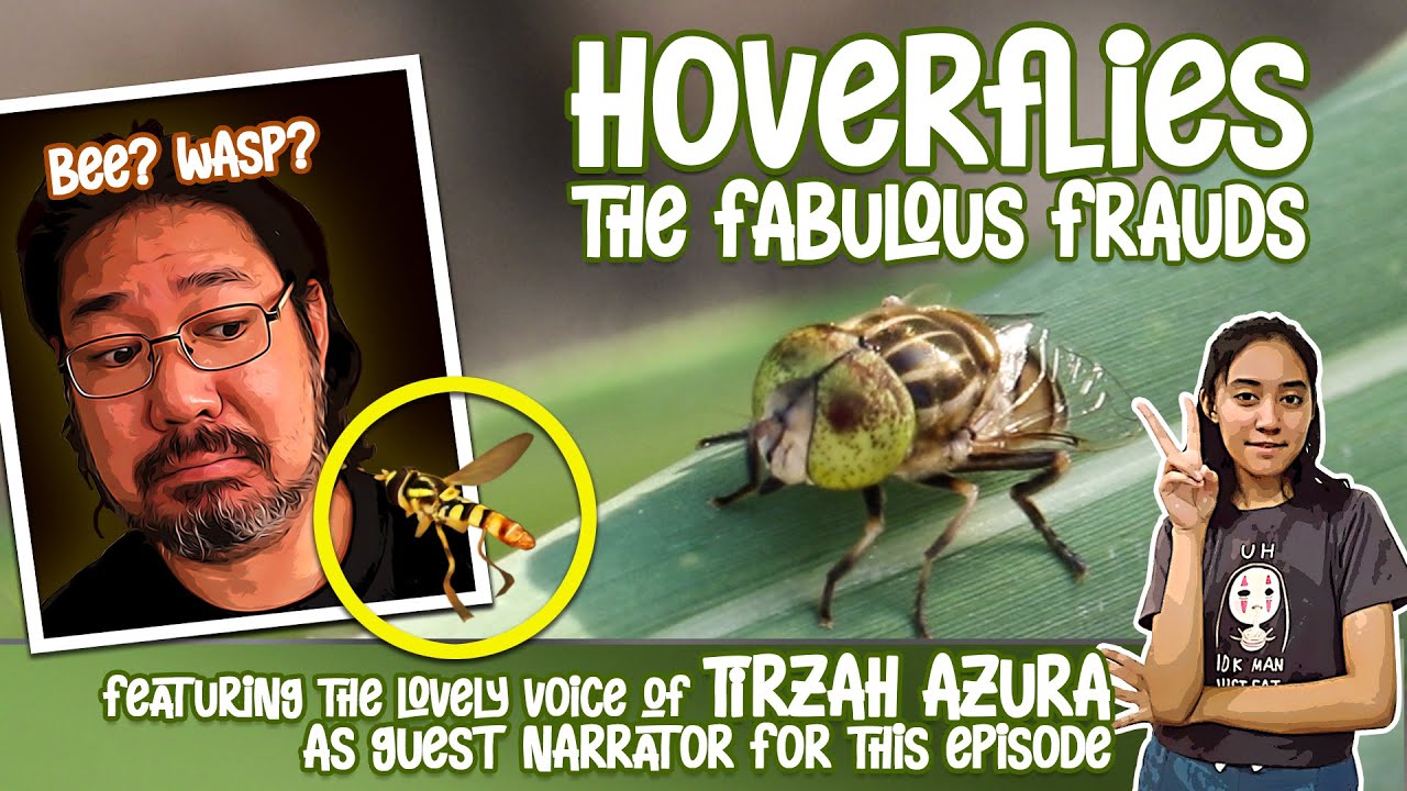 Hoverflies: The Fabulous Frauds