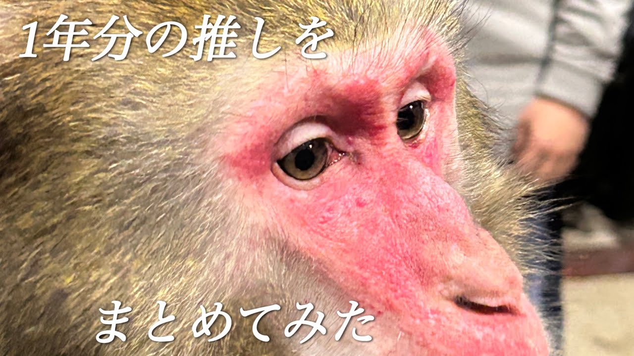 【激カワ】1年分の推しまとめてみた　#プーキーズ　#カドリードミニオン　#推し活