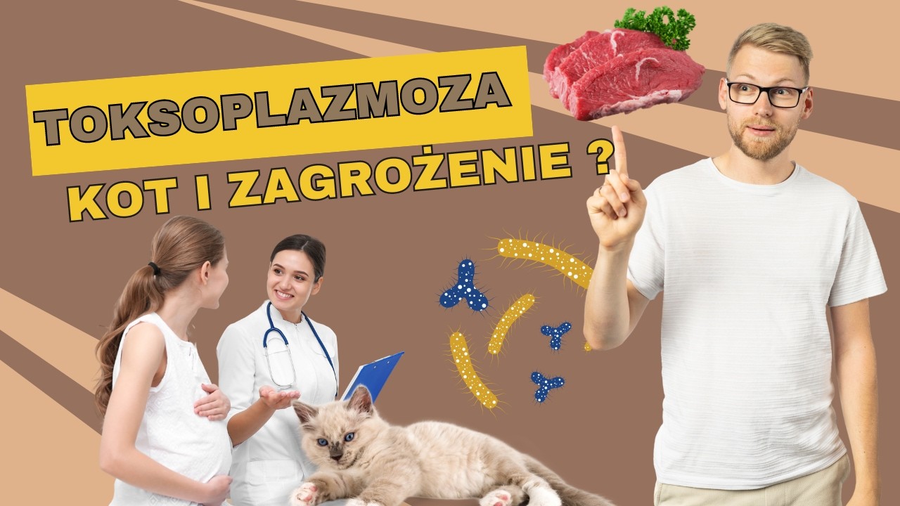 Toksoplazmoza - czym jest? I jak można się nią zarazić 🪱