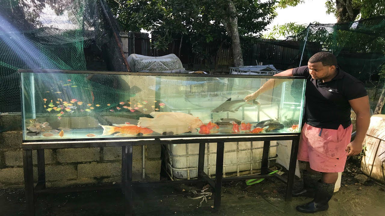 que sucede si juntamos todos los peces del criadero en una pecera