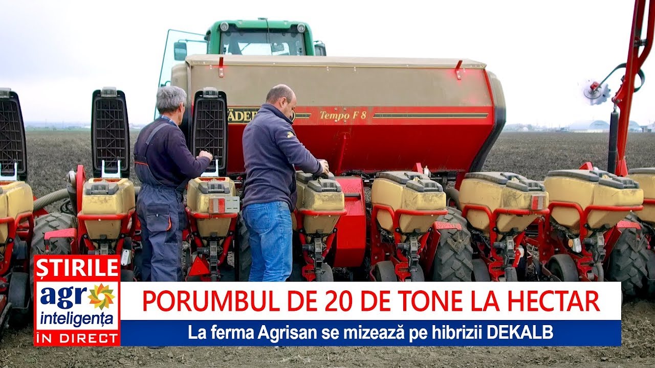 Cum se seamănă porumbul de 20 tone/ha