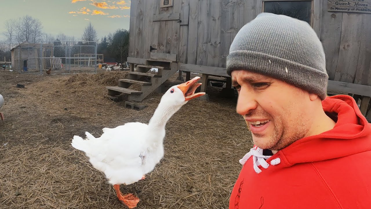 New Geese, New Bees. Day in the Life of a Farmer.