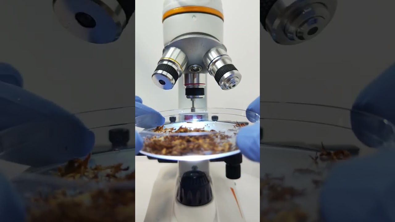 TEMBAKAU ROKOK KETIKA DILIHAT PAKAI MIKROSKOP #mikroskop #tembakau #rokok #shorts #short