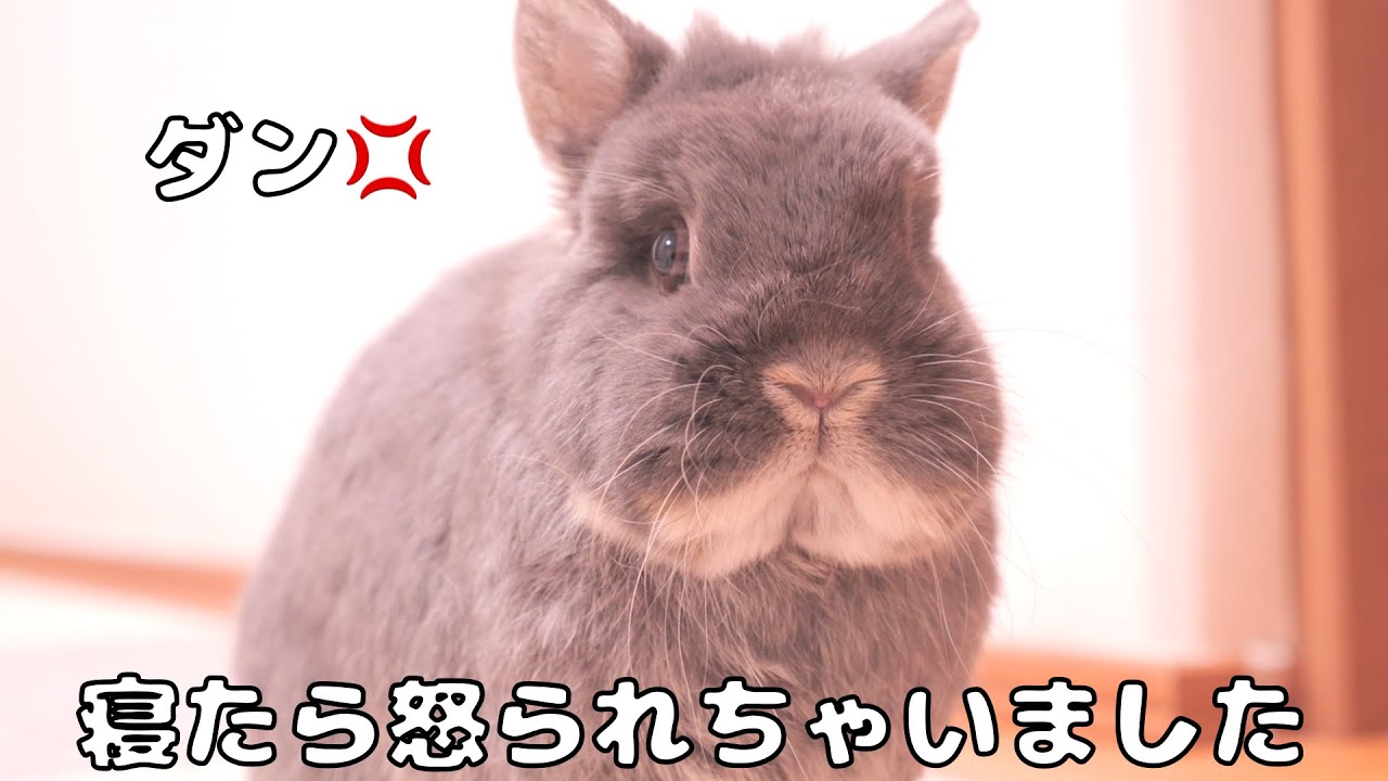 寝ようとしたらミミに「足ダン」で止められて怒られちゃいました【No.1797】