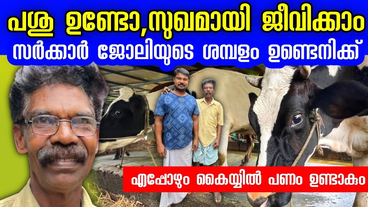 സർക്കാർ ജീവനക്കാരെ പോലെ വരുമാനമുണ്ട് പശുവിൽ നിന്ന് | Successful cow farmer in kerala 