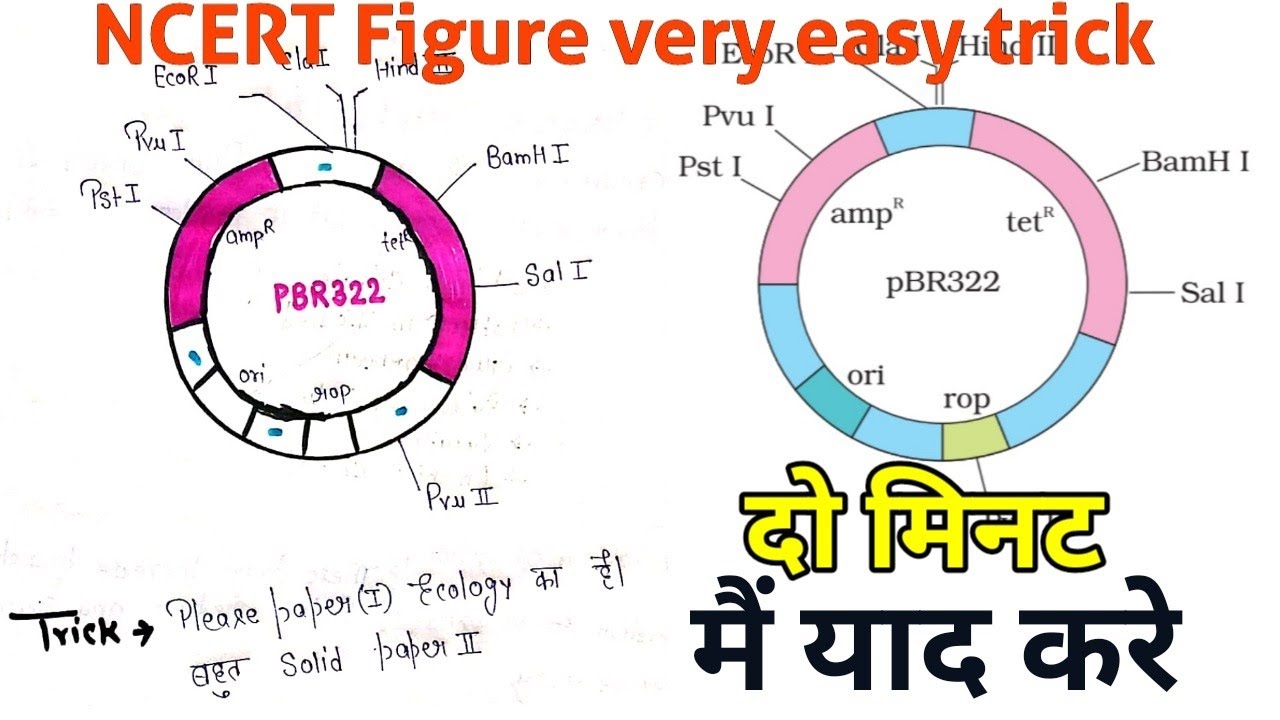 Easy trick to learn sequence of E.Coli Cloning vector pBR322 || NCERT Figure 11.4 , NEET 2025
