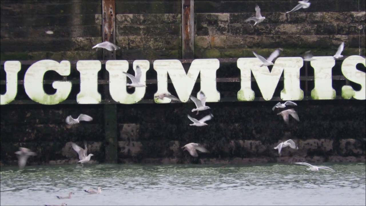 Ramsgate Port & Harbour - Wildlife
