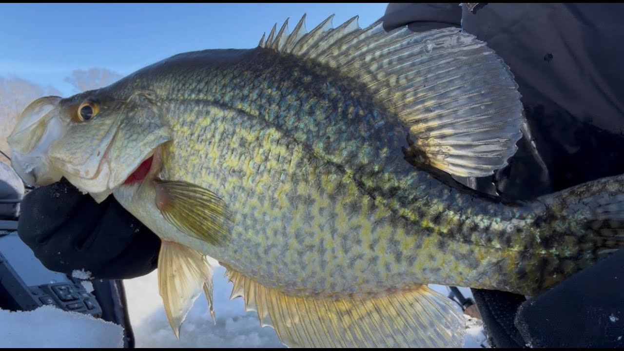 Jigging Small Pond for Bass, Crappie, & Panfish!
