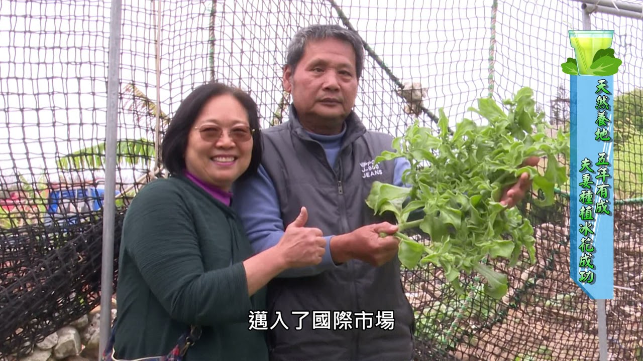 專題報導13：天然養地 五年有成 夫妻種植冰花成功