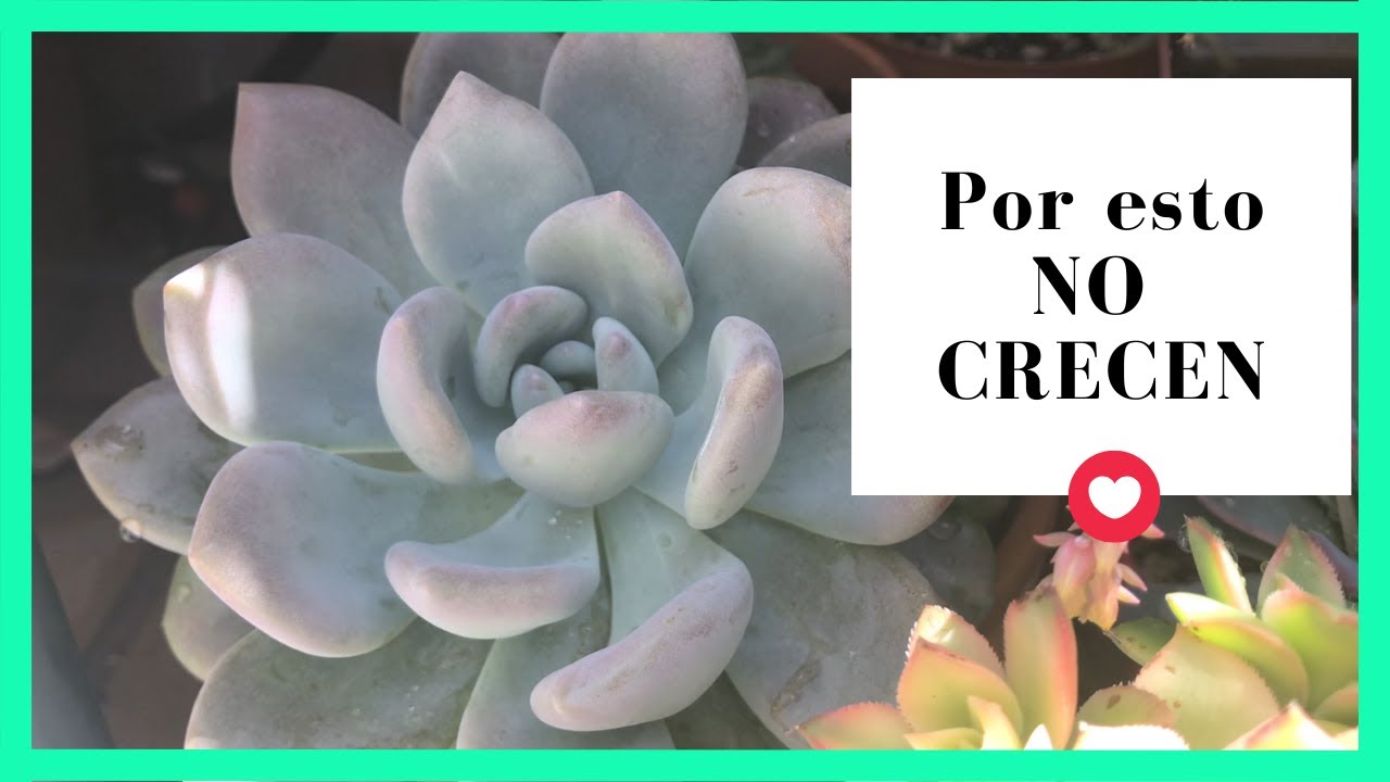❤️ 5 SECRETOS para tener Suculentas Grandes  ❤️