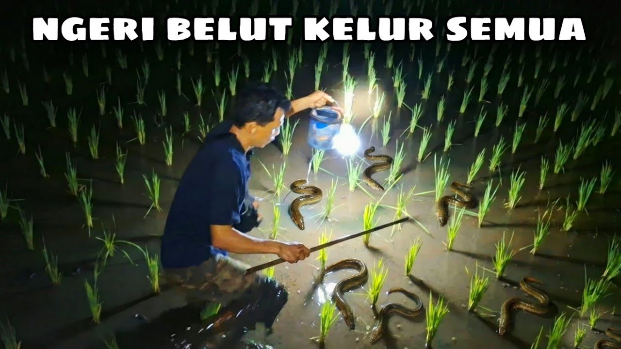Ngobor Belut Jadul Pake Bambu Dapat Banyak