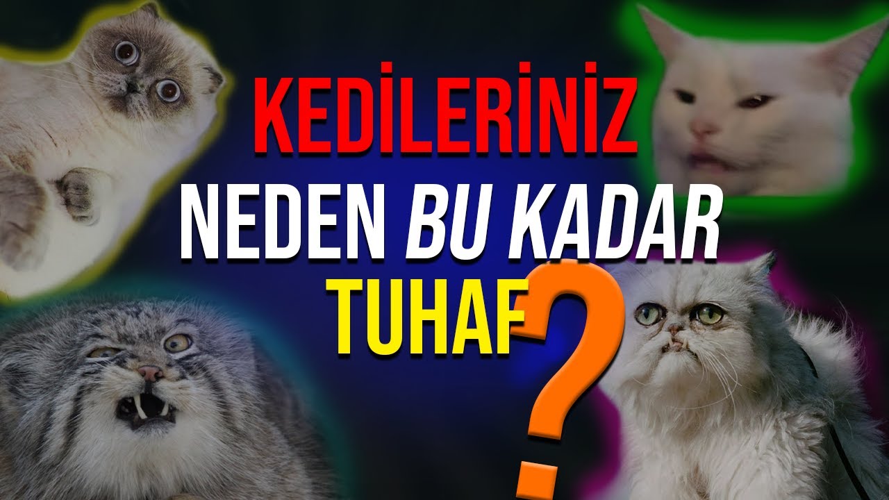 Kedi Öpücüğü: Kedinizin Sizi Nasıl Öptüğünü Biliyor musunuz?