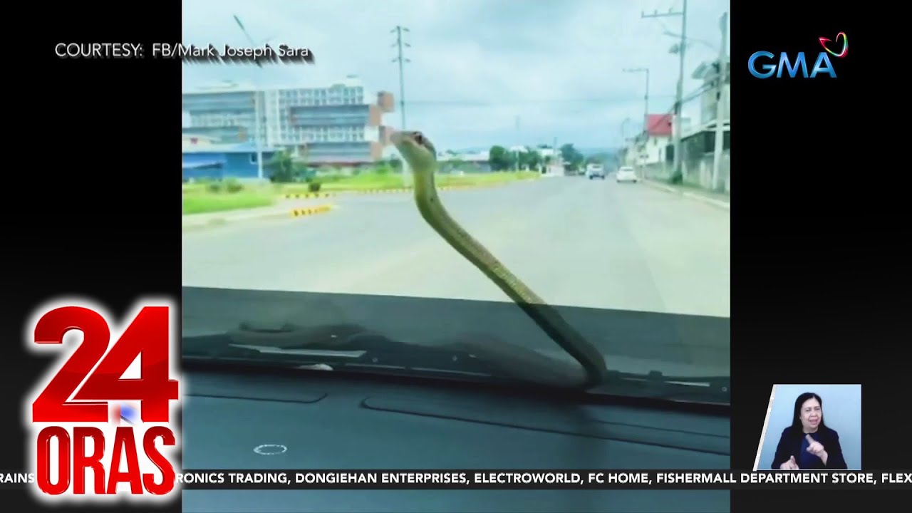 Philippine paradise tree snake, nagtago sa ilalim ng sasakyan; lumabas at gumapang sa... | 24 Oras