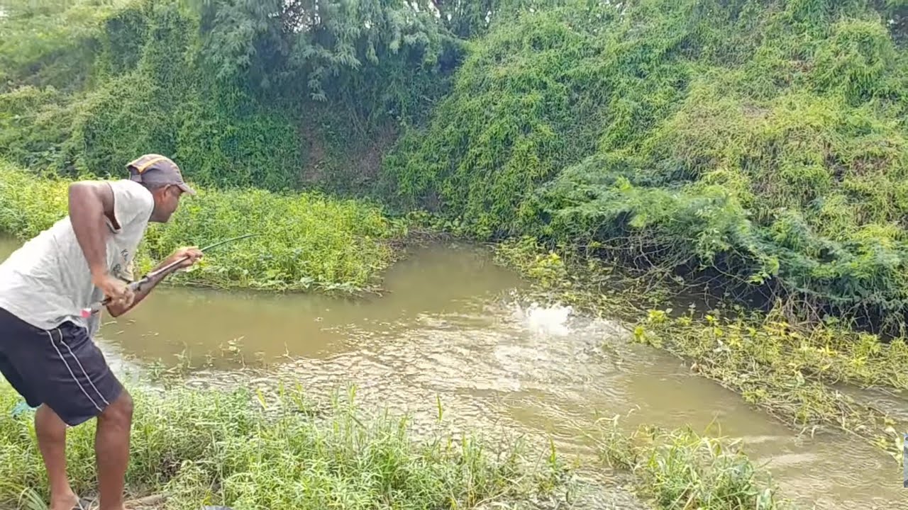 Catching grass carp fish & Rohu fish