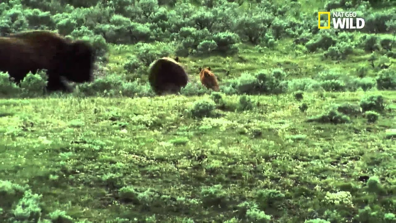 Un grizzly attaque un troupeau de bisons