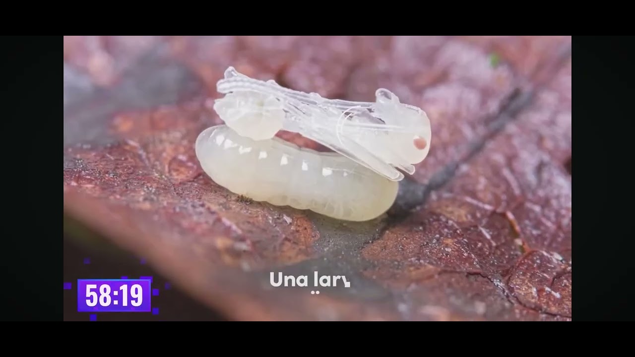 57 fotos curiosos que na die saben
