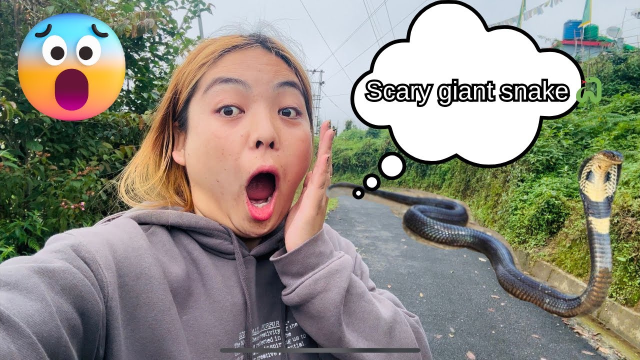 A DAY IN MY LIFE SIKKIM 🌲|| I FOUND A HUGE SNAKE TODAY🐍|| RAVANGLA || TIBETAN VLOGGER || HOUSE WORK.