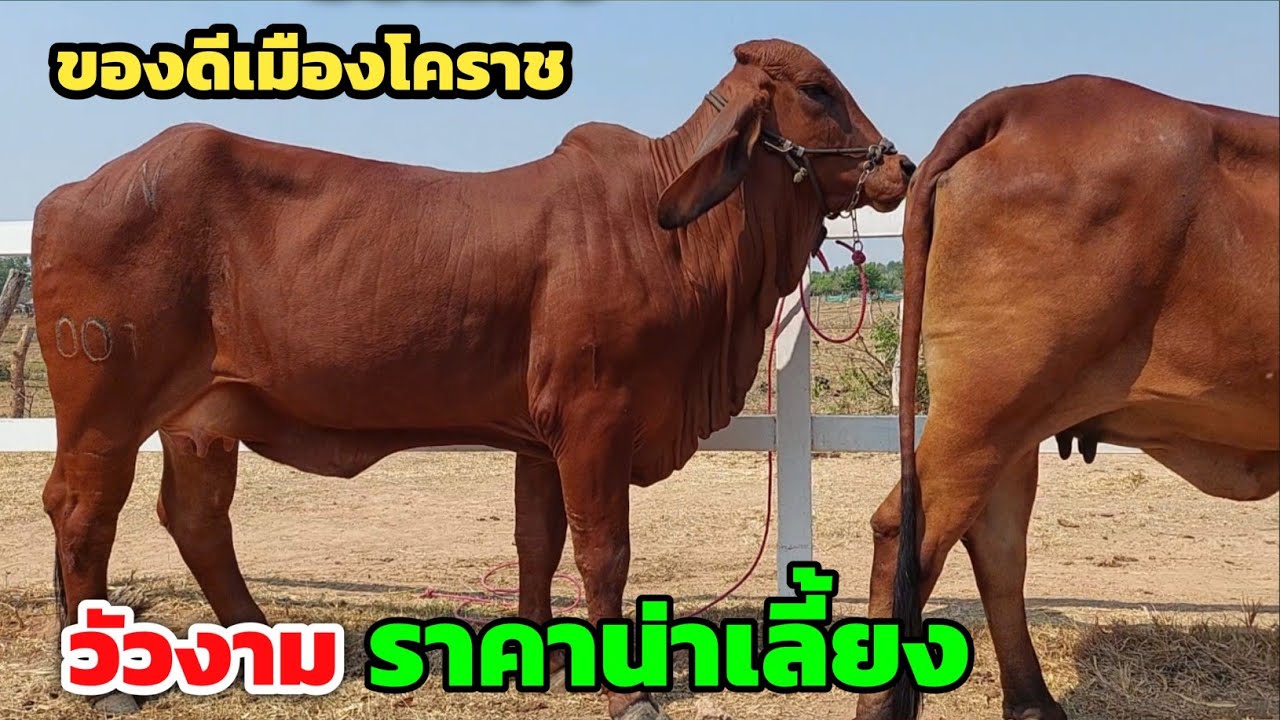 สุดยอดวัวงามเมืองโคราช‼️ไชน่าฟาร์ม วัวเฟรมใหญ่ คุณภาพสมราคาแน่นอน | 8 ก.พ.69