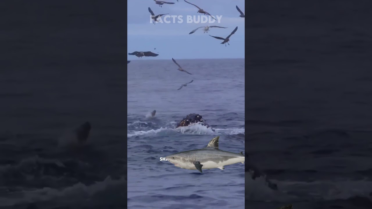 What happen when BLUE WHALE dies? ‼️😶 