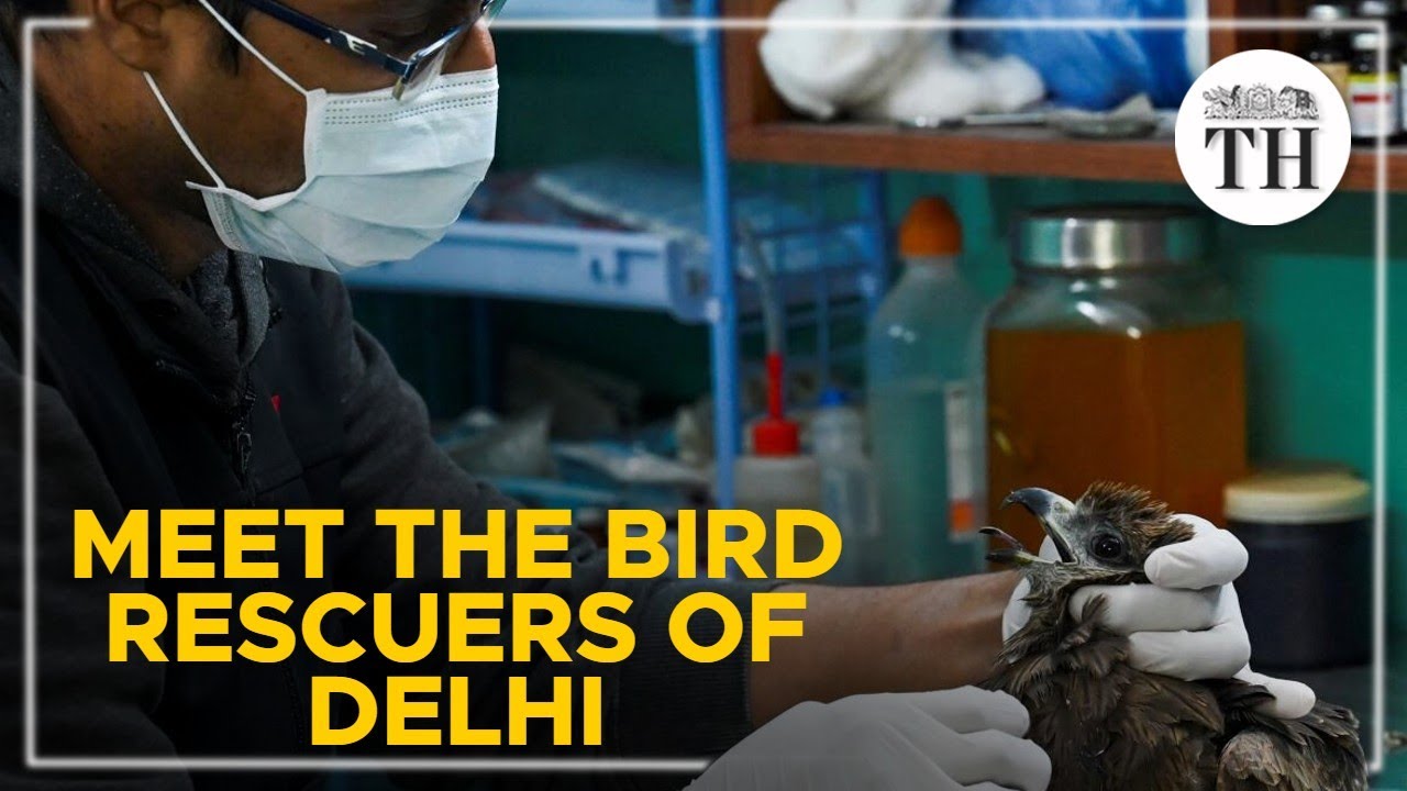 Meet the bird rescuers of Delhi