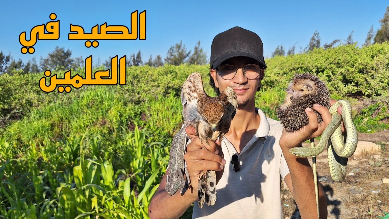 الحياة البرية في مدينة العلمين 🐍